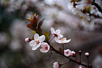 N卡新驱动发布 现已支持《艾尔登法环：黄金树幽影》